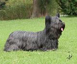 Skye Terrier 9Y766D-054